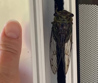 cicada crop