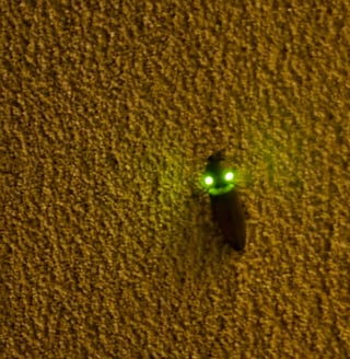 green eyed bug